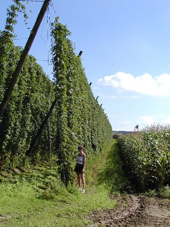 Houblon
