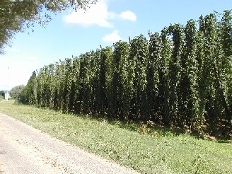 Houblon